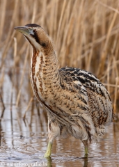 30 Rohrdommel - Botaurus stellaris